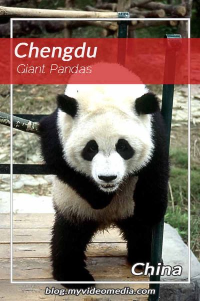 Grosse Pandas in Chengdu