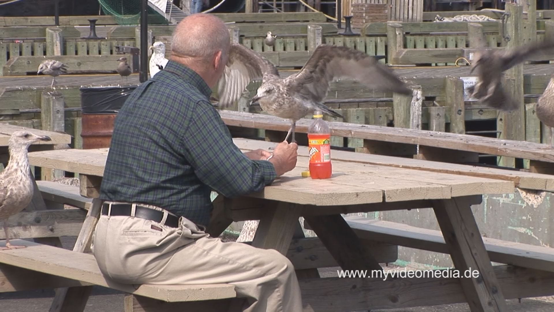 Hungry Birds in Halifax