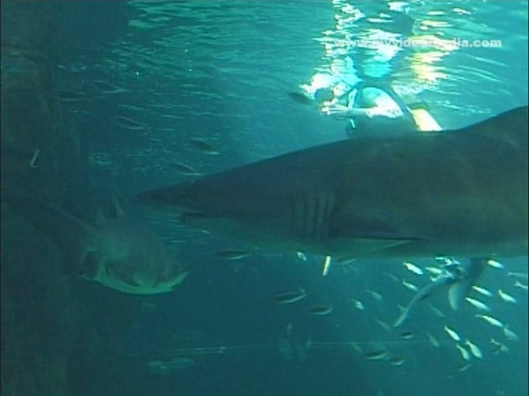 Two Oceans Aquarium