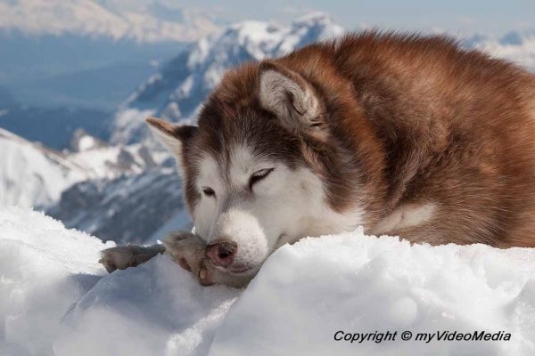 Husky in the snow