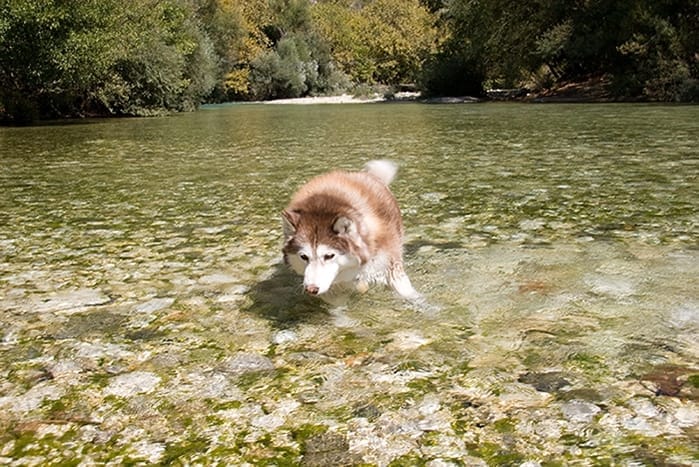 Unser Husky gönnt sich ein erfrischendess Badf
