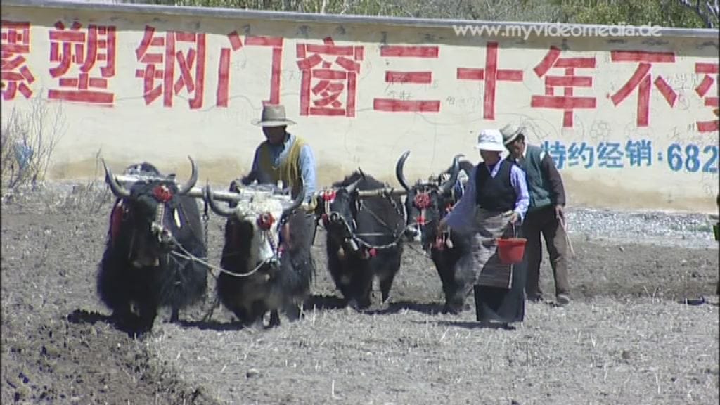 Landleben in Tibet