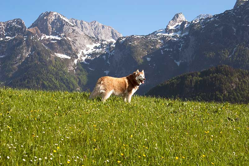 Tennen Mountains Austria