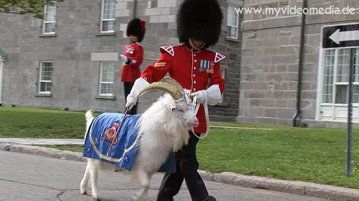 Batisse- the Royal Goat at Changing of the Guard