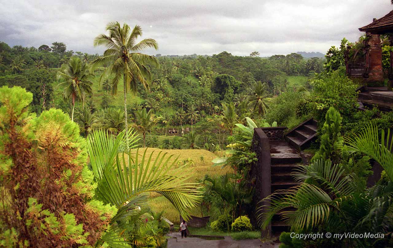  Gunung Kawi paddy fields
