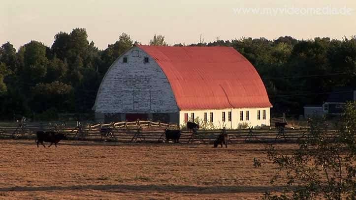 Cattle ranch Canada