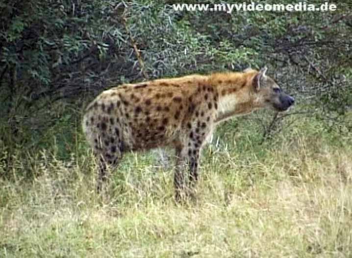 Hyena in Kruger National Park