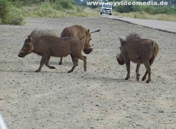 Wild boar in Kruger National Park