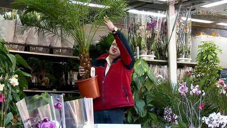 Flowers from the Netherlands on the Fish Market Hamburg