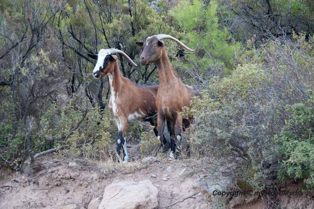 Methana goats