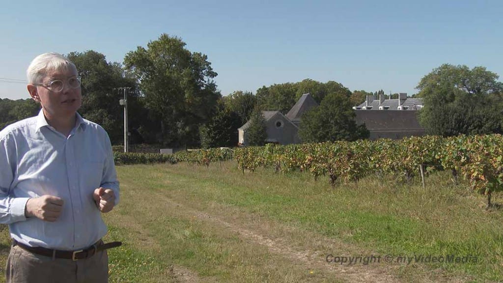 vineyard of Chateau du Côing