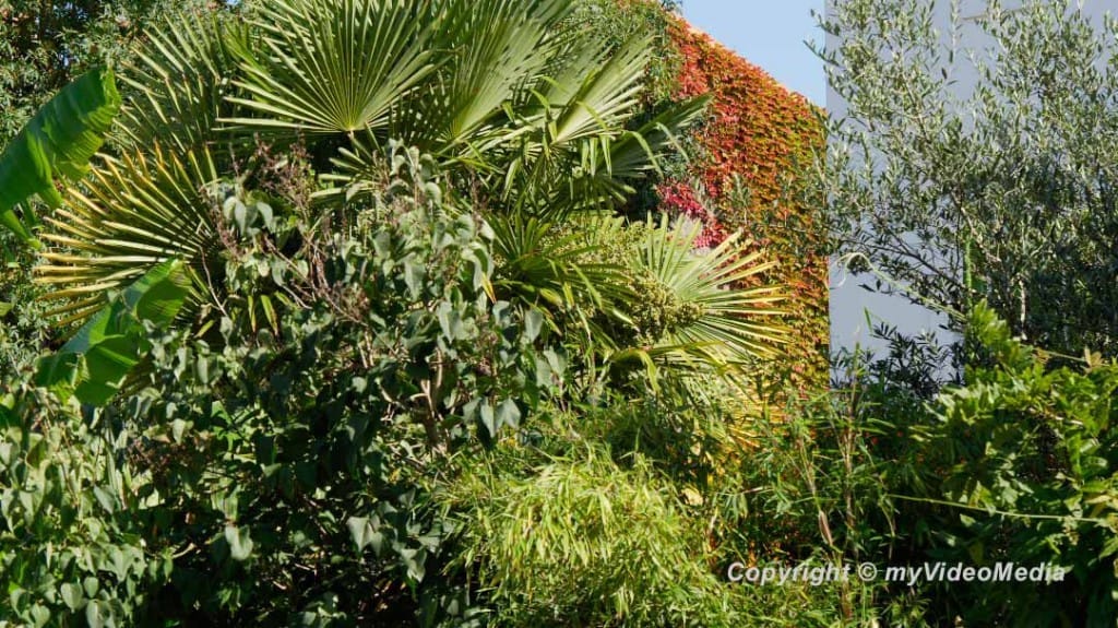 subtropical vegetation