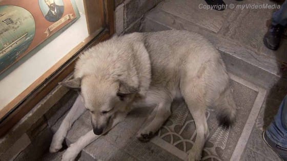 Dog in Plaka