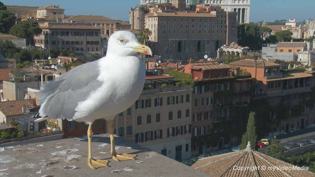 Seagull at Palatine