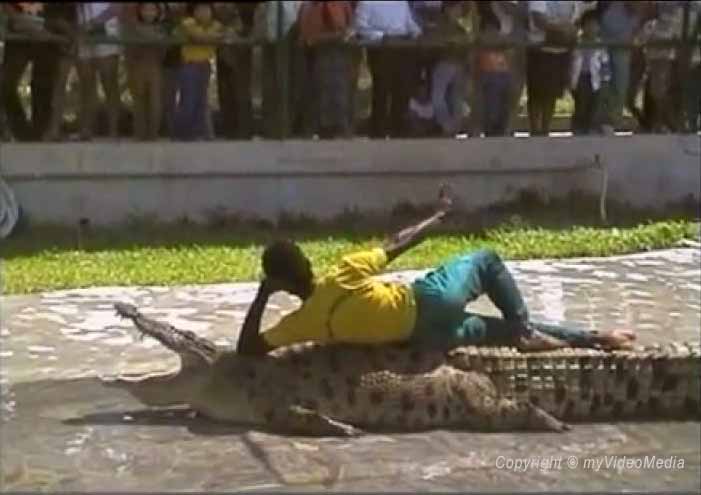 Show angkawi Krokodilfarm