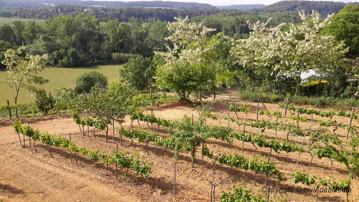 Wengut Baronia de Vilademuls