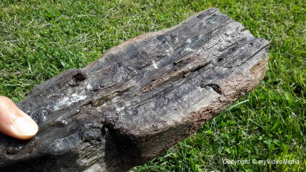 7400 years old timber