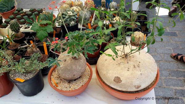 Matadero plants