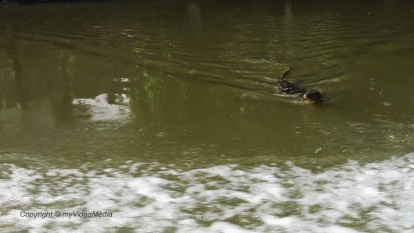 Waran Klongs von Thonburi