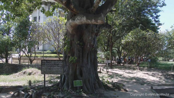 Magic Tree Killing Fields