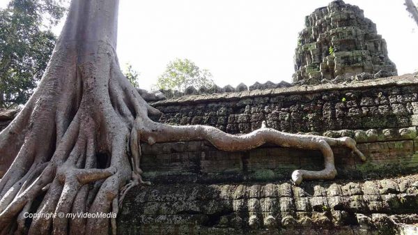 Tetrameles nudiflora Ta Prohm