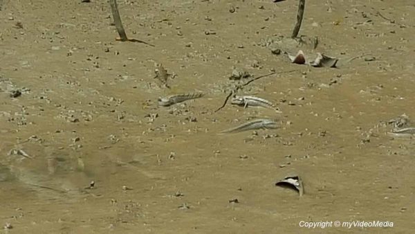 Schlammspringer Ko Thalu Ok