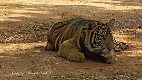 Tigertempel Thailand