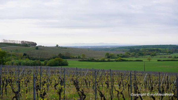 Itterswiller vineyard