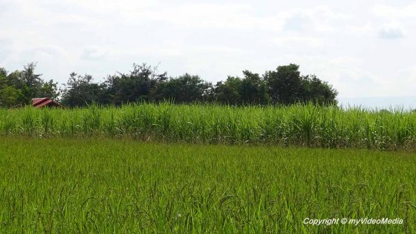 Reisfelderf bei Loei