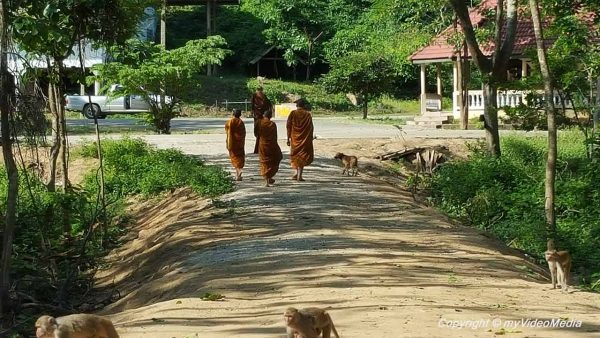 Rhesusaffen bei Wat Tham Pha Mak Ho