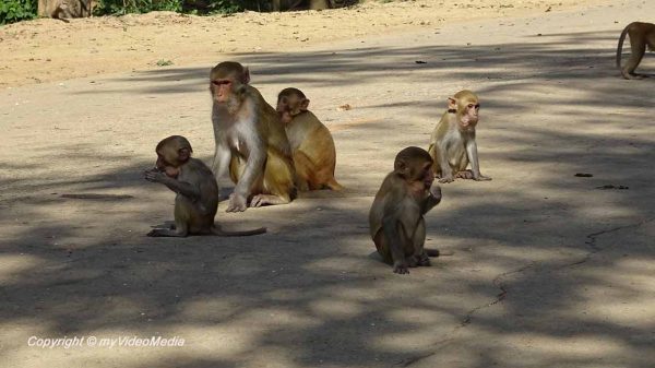 Rhesusaffen bei Wat Tham Pha Mak Ho