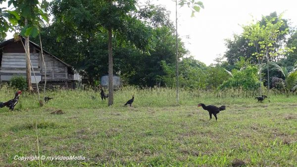 Sirila Farm Tent Camp Resort