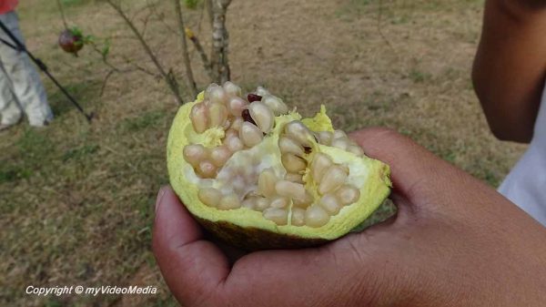 Sirila Farm Tent Camp Resort