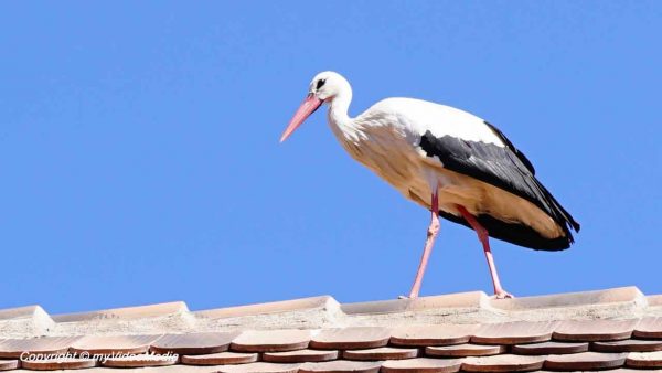 Ribeauville stork
