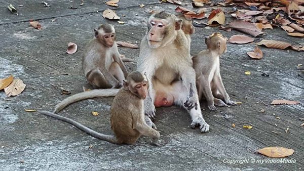 Thai Affenwald in Phana