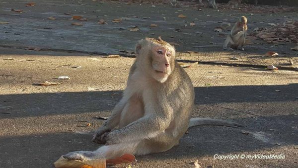 Thai Affenwald in Phana