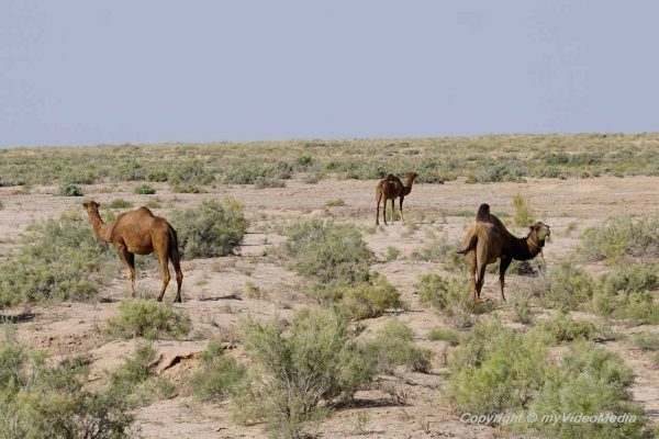 Kamele bei der Festung Ayaz Kala