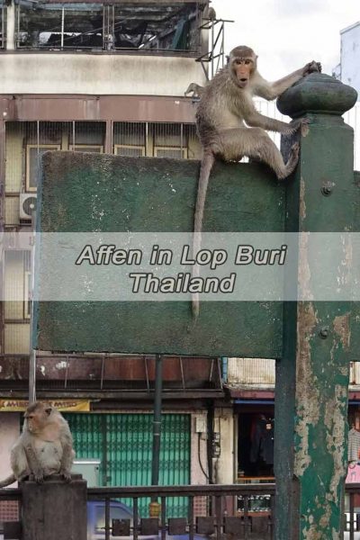 Affen in Lop Buri