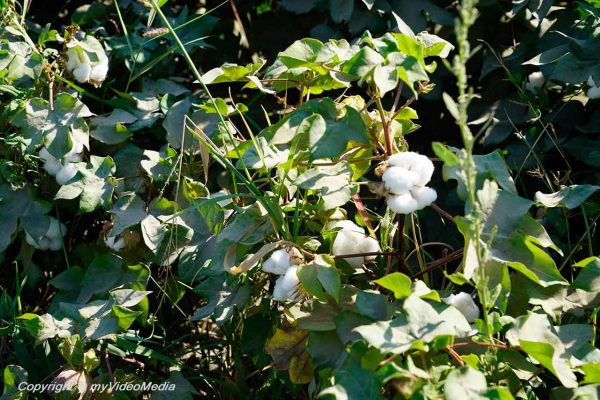 Baumwolle in Uzbekistan