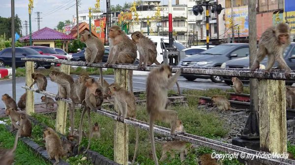 Affen in Lop Buri 