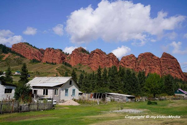 Sieben Bullen in Kirgisistan