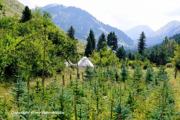 Kara-Kyz Yurt Camp