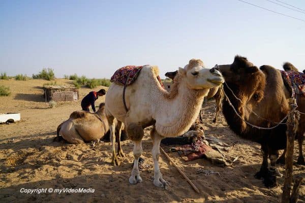 Safari Yurt Camp Uzbekistan