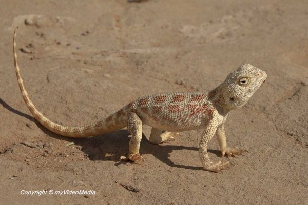 Middle Eastern agamid lizard