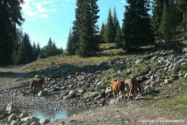 Horses on the way to Eki Chat