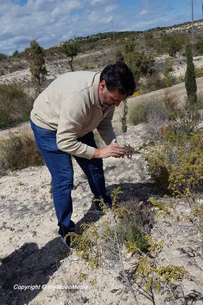 thyme and rosemary at the wayside