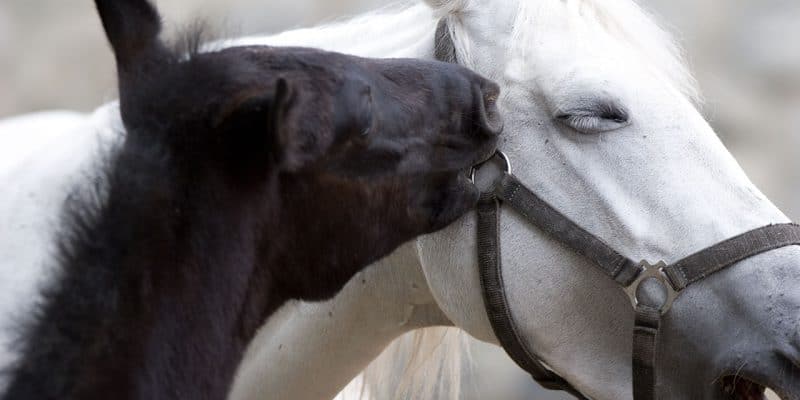 Lippizaner in Piber Federal Stud