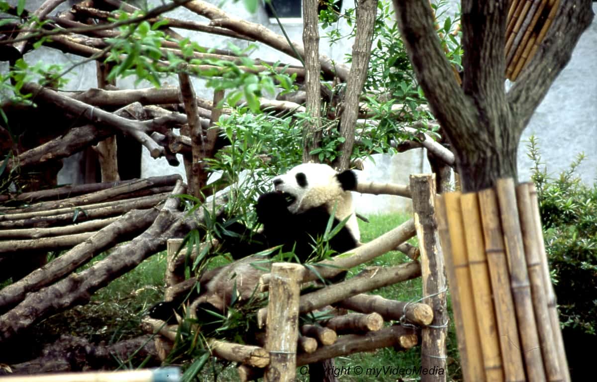 Chengdu Panda