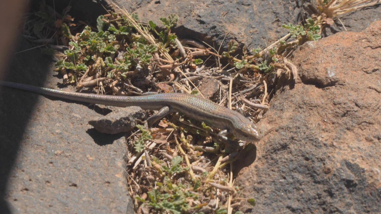 Chioninia